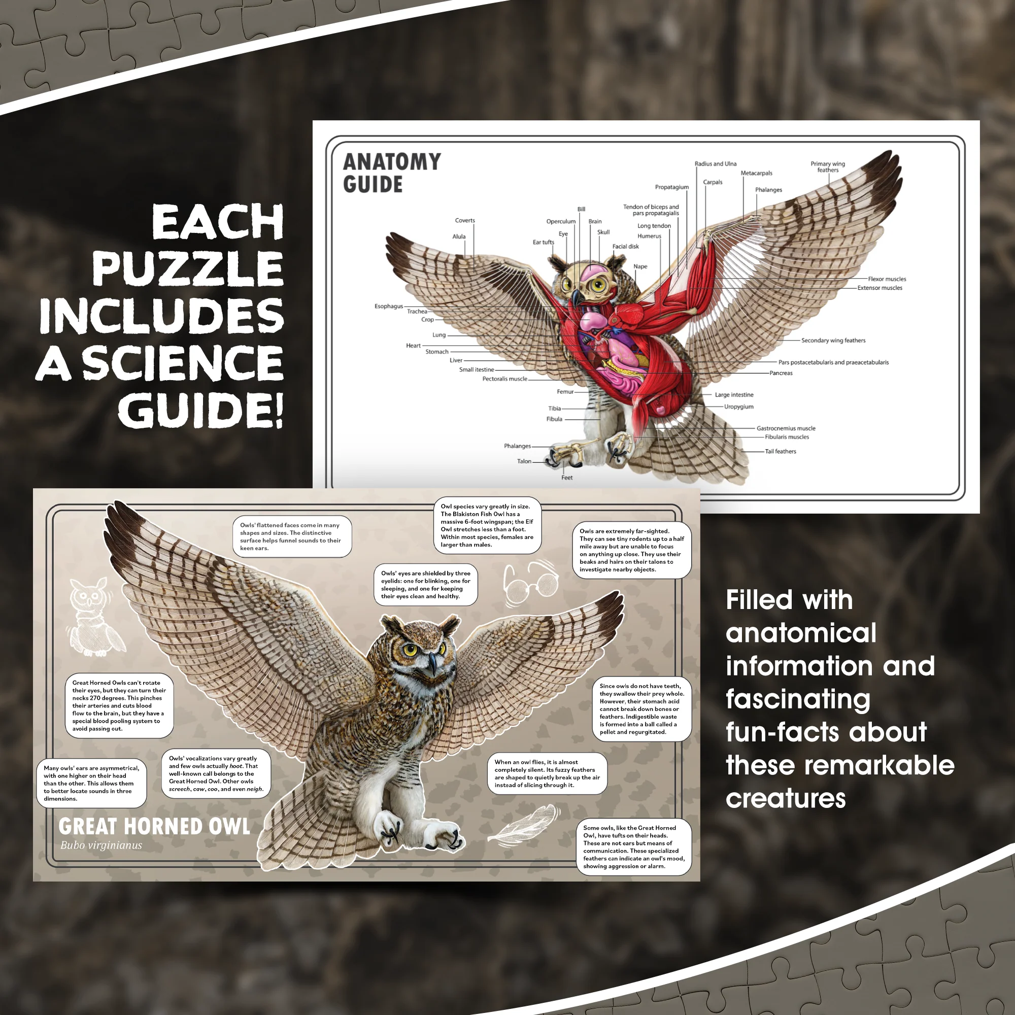 Genius Games Double Sided Owl Animal Anatomy Floor 100 Piece Jigsaw - Image 5