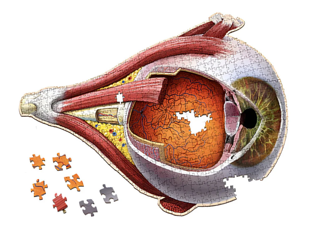 Genius Games Dr. Livingston's The Human Eye Anatomy Puzzle - 544 Piece Jigsaw - Image 3