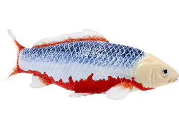 Mojo - Asagi Koi Carp - Image 2