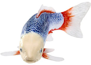 Mojo - Asagi Koi Carp - Image 3