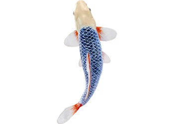Mojo - Asagi Koi Carp - Image 4