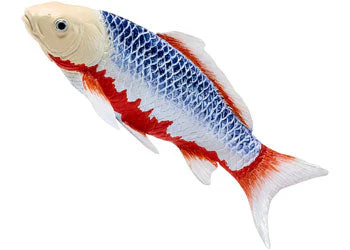Mojo - Asagi Koi Carp - Image 6