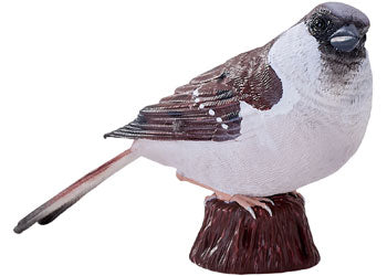 Mojo - House Sparrow - Image 3