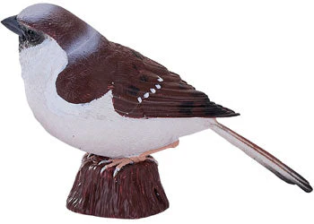 Mojo - House Sparrow - Image 5