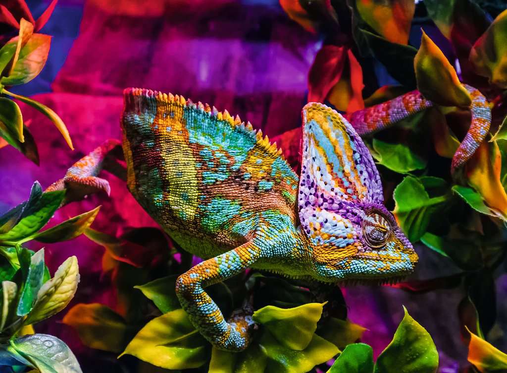 Ravensburger - Chameleon 500 Piece Jigsaw - Image 2