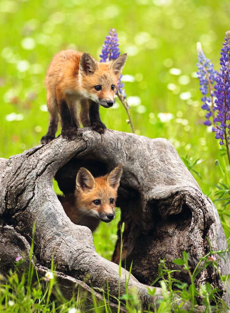 Ravensburger - Cheeky Foxes 300 Piece Jigsaw - Image 2